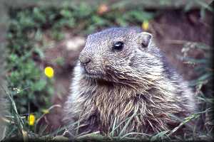 Marmotte