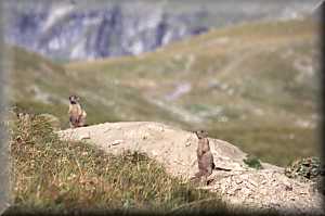 Famille de marmottes